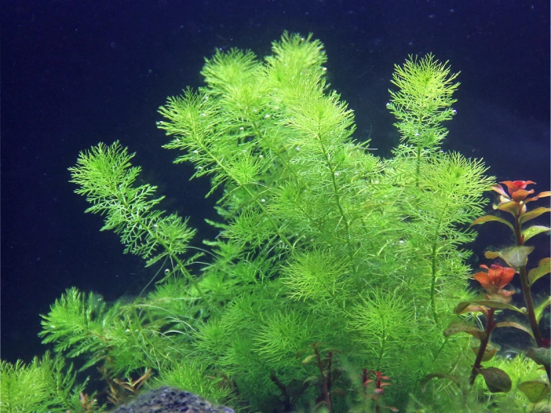 Guyana-Tausendblatt - Myriophyllum sp. ´Guayana´